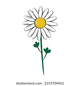 Beautiful dayisy flower, isolated vector illustration, seamless pattern