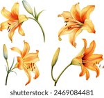 beautiful daylily flower on white background, watercolor botanical illustration, hand drawing