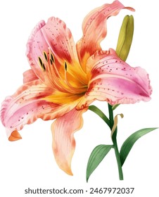 beautiful daylily flower on white background, watercolor botanical illustration, hand drawing