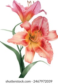 beautiful daylily flower on white background, watercolor botanical illustration, hand drawing