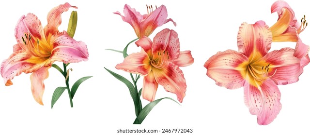 beautiful daylily flower on white background, watercolor botanical illustration, hand drawing