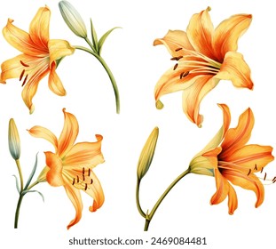 beautiful daylily flower on white background, watercolor botanical illustration, hand drawing