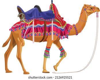 Beautiful Decorated dromedary camel in india