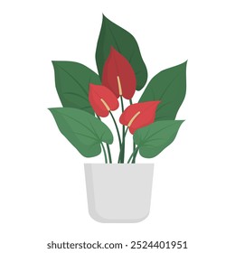 Beautiful decorative Anthurium potted lush plant, isolated