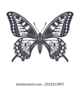 Beautiful decorative butterfly isolated on white background. Vector black and white illustration of insects. Vintage engraving.