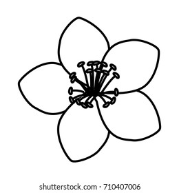 Beautiful decorative flowers