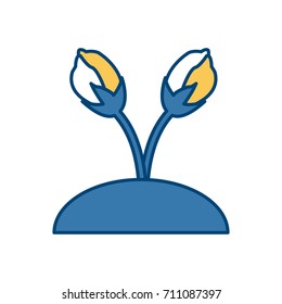 Beautiful decorative flowers