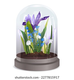 A beautiful decorative gift with the first spring flowers: white snowdrop, blue sprouts and crocuses under a glass sphere