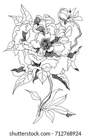 Beautiful decorative peonies (tripped flower and bud) on stem with leaves. Black and white vector illustration. 