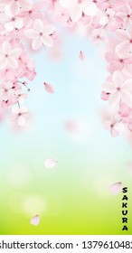 Beautiful delicate background with blossoming light pink sakura flowers with place for text. Delicate floral design. Vertical realistic vector illustration.