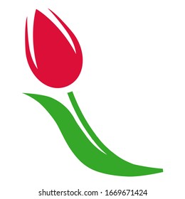 Beautiful delicate flower of a Tulip. The spring flower is a symbol of peace, Holland and the Ottoman Empire. Vector illustration isolated on white background for design and web.