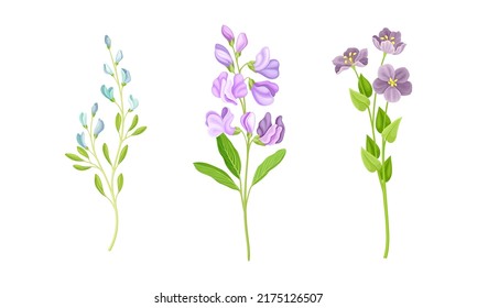 Beautiful delicate wild flower set. Herbaceous flowering plants vector illustration isolated on white