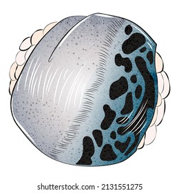 beautiful delicious Japanese sushi. Watercolor illustration, hand-drawn on a white background