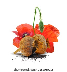 Beautiful and delicious poppy. Bloom of poppy. Elements for label design. Vector illustration. Ingredients in triangulation technique. Poppy low poly.