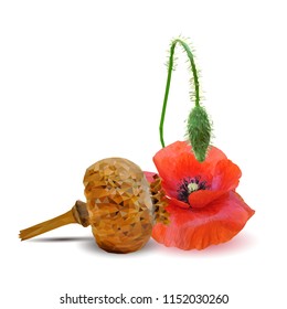 Beautiful and delicious poppy. Bloom of poppy. Elements for label design. Vector illustration. Ingredients in triangulation technique. Poppy low poly.