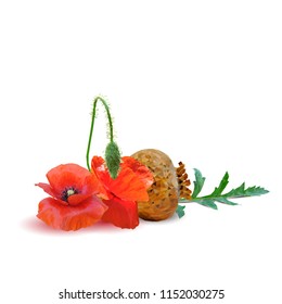 Beautiful and delicious poppy. Bloom of poppy. Elements for label design. Vector illustration. Ingredients in triangulation technique. Poppy low poly.