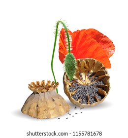 Beautiful and delicious poppy. Bloom of poppy. Elements for label design. Vector illustration. Ingredients in triangulation technique. Poppy low poly.