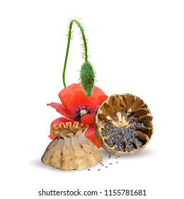 Beautiful and delicious poppy. Bloom of poppy. Elements for label design. Vector illustration. Ingredients in triangulation technique. Poppy low poly.