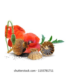 Beautiful and delicious poppy. Bloom of poppy. Elements for label design. Vector illustration. Ingredients in triangulation technique. Poppy low poly.