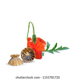 Beautiful and delicious poppy. Bloom of poppy. Elements for label design. Vector illustration. Ingredients in triangulation technique. Poppy low poly.
