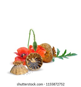 Beautiful and delicious poppy. Bloom of poppy. Elements for label design. Vector illustration. Ingredients in triangulation technique. Poppy low poly.