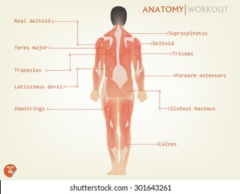 beautiful design of human anatomy back side with description