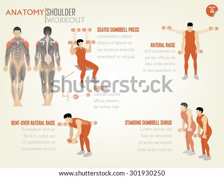 beautiful design info graphic of shoulder workout consist of seated dumbbell press,rateral raise,bent-over rateral raise and standing dumbbell shrug