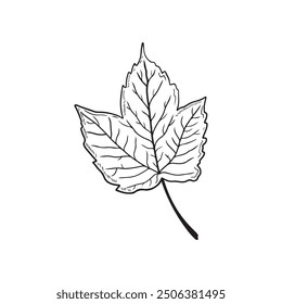 Beautiful detailed birch ashleaf maple in black isolated on white background. Hand drawn vector sketch illustration in doodle engraved vintage line art style. Autumn leaves, botanical art