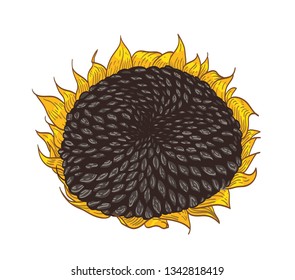 Beautiful detailed botanical drawing of sunflower part. Gorgeous flower with seeds and petals hand drawn on white background. Colorful natural realistic vector illustration in elegant vintage style.