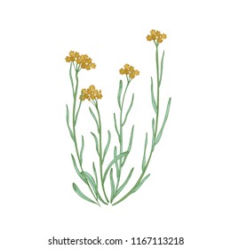 Beautiful detailed drawing of dwarf everlast flowers and leaves isolated on white background. Hand drawn wild meadow flowering herb. Natural realistic vector illustration in antique style.