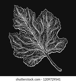 Beautiful detailed leaf. Botanical Hand drawn realistic illustration