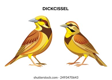 Beautiful Dickcissel on white background vector illustration