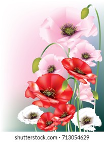 Beautiful different colored poppies