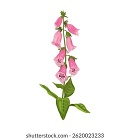 Belle fleur de digitale sur fond isolé. Elément de design pour produits médicaux, cosmétiques, cartes postales, invitations. Illustration vectorielle.