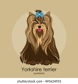 Beautiful dog of breed Yorkshire Terrier in the background