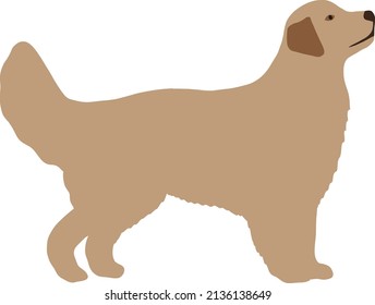 A beautiful dog of the golden retriever breed stands sideways in full growth