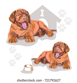 beautiful dog on white background, booth, bone, bowl, next .Vector illustration