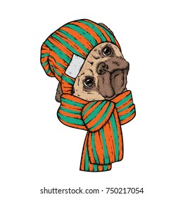 A beautiful dog in a scarf and hat. Vector illustration. Winter clothes and accessories. Purebred puppy. Pug.
