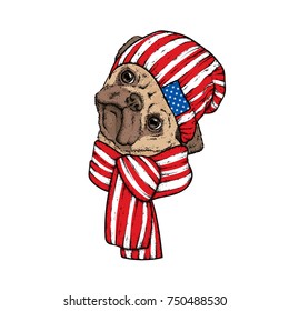 A beautiful dog in a scarf and hat. Vector illustration. Winter clothes and accessories. Purebred puppy. Pug.