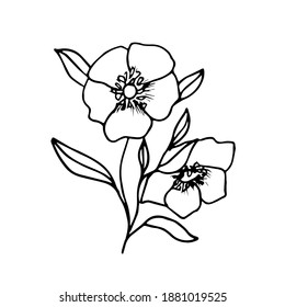 Beautiful Doodle flower Hellebore Oriental. The first spring flower can be used for tattoo sketches, textiles, paper, postcards, wedding invitations, Botanical books