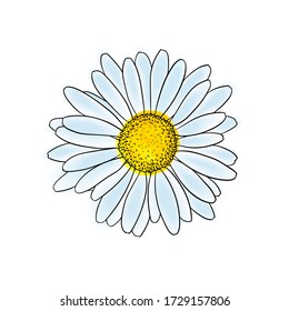 Beautiful Doodle Sketch Daisy Flower With Outline, Isolated. For Greeting Cards And Invitations Of The Wedding, Birthday, Valentine's Day, Mother's Day And Other Seasonal Holiday