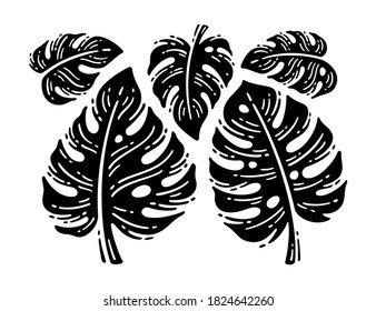 Beautiful doodles hand drawn exotic plant. Monstera leaves. Silhouette of monstera leaves