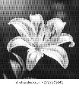 Eine schöne Punktmuster-Illustration einer blühenden Lilienblume. Dieses elegante Design steht für Reinheit, Wiedergeburt und natürliche Anmut. Perfekt für Blumenmarken, Frühjahrsgartenkataloge, religiöse Feiertagsplakate und botanische Bildungsmaterialien. Die Rasterpunkte heben die anmutigen Kurven und Muster der Blütenblätter hervor. Skalierbare Vektorgrafik für sauberes und anspruchsvolles Naturthema-Branding und künstlerisches Dekorationsdesign.