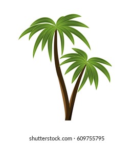 A beautiful double coconut tree with realistic leaves. Tropical plants. Summer jungle.Vector illustration, can be used in the newsletter, brochures, postcards, tickets, advertisements, banner. 