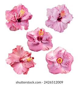 Beautiful double tropical hibiscus rosa sinensis flower illustration set