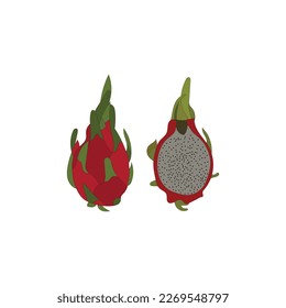 Beautiful dragon fruit vector artwork