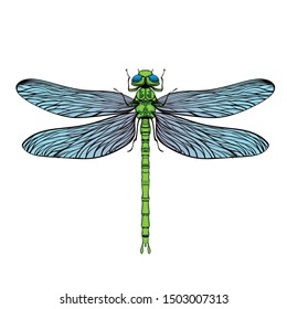 Beautiful dragonfly on a white background in a linear style. Hand-drawn.