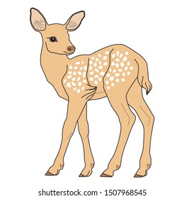 Beautiful drawing of a young deer. Hand drawn fawn. Vector illustration on a white background.