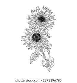 Beautiful drawn sunflowers on white background