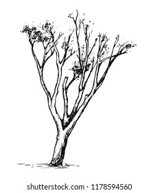 Beautiful dry tree. Black tree on a white background. Drawn nature illustration.